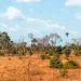 MPE formaliza acordos de recuperação de mais de 3,3 mil hectares no Cerrado no Estado
