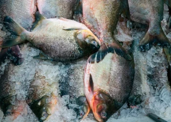 Procon divulga pesquisa de preços de pescados para Semana Santa; camarão teve variação de 83,35%