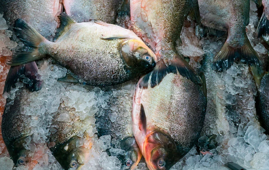 Procon divulga pesquisa de preços de pescados para Semana Santa; camarão teve variação de 83,35%