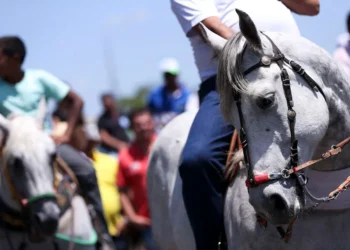 MPE elenca ações e cuidados que garantam o bem-estar animal e segurança na cavalgada da ExpoGurupi 2026
