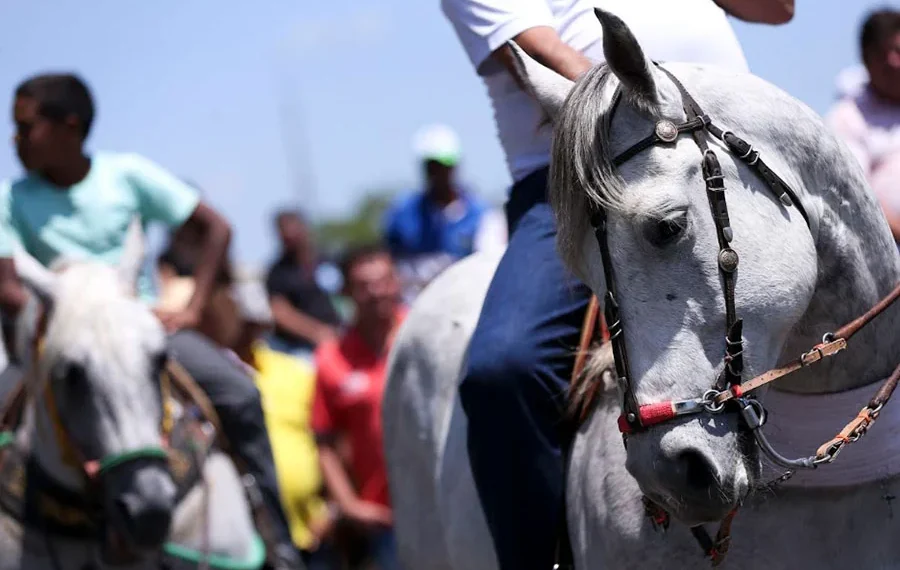 MPE elenca ações e cuidados que garantam o bem-estar animal e segurança na cavalgada da ExpoGurupi 2026