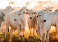 Tocantins figura entre os principais exportadores de carne bovina do País com US$ 633 milhões em vendas ao mercado internacional