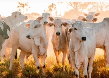 Tocantins figura entre os principais exportadores de carne bovina do País com US$ 633 milhões em vendas ao mercado internacional