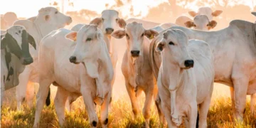 Tocantins figura entre os principais exportadores de carne bovina do País com US$ 633 milhões em vendas ao mercado internacional