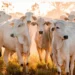 Tocantins figura entre os principais exportadores de carne bovina do País com US$ 633 milhões em vendas ao mercado internacional