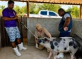 Plano Integrado de Vigilância de Doenças de Suínos da Agência de Defesa Agropecuária (Foto: Divulgação)