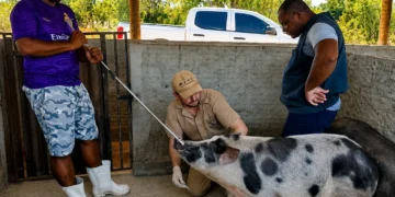 Plano Integrado de Vigilância de Doenças de Suínos da Agência de Defesa Agropecuária (Foto: Divulgação)