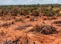Fazendeiro é condenado a restaurar mais de 600 hectares de Cerrado após fraude em Reserva Legal; ele tem 90 dias para apresentar projeto de recuperação