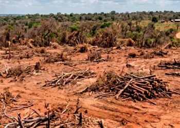 Fazendeiro é condenado a restaurar mais de 600 hectares de Cerrado após fraude em Reserva Legal; ele tem 90 dias para apresentar projeto de recuperação
