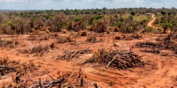 Fazendeiro é condenado a restaurar mais de 600 hectares de Cerrado após fraude em Reserva Legal; ele tem 90 dias para apresentar projeto de recuperação