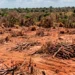 Fazendeiro é condenado a restaurar mais de 600 hectares de Cerrado após fraude em Reserva Legal; ele tem 90 dias para apresentar projeto de recuperação